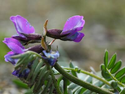 astragalus alpinus ssp arcticus detail