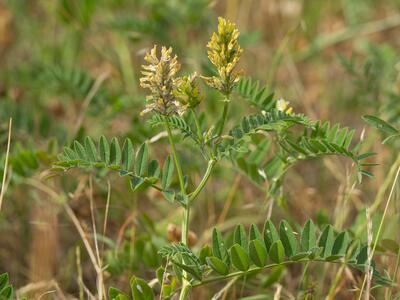 astragalus cicer