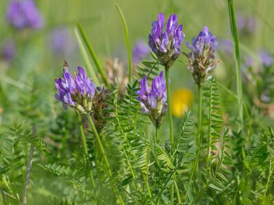 astragalus danicus