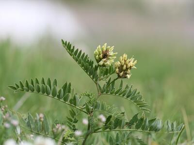 astragalus frigidus