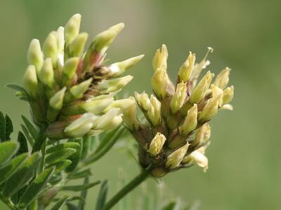 astragalus frigidus detail