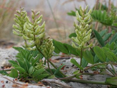 astragalus glycyphyllos