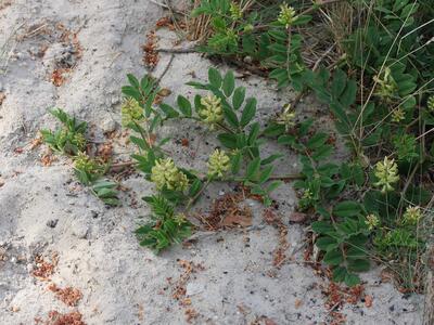 astragalus glycyphyllos habitus