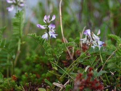 astragalus norvegicus