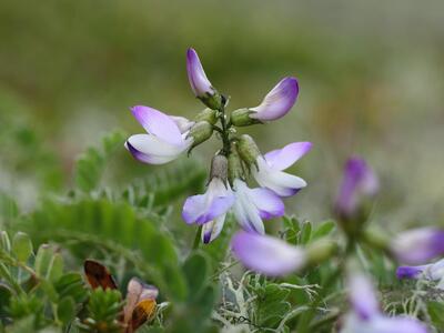 astragalus norvegicus detail