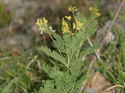 astragalus penduliflorus