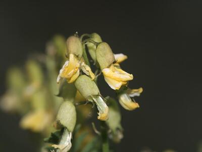 astragalus penduliflorus detail