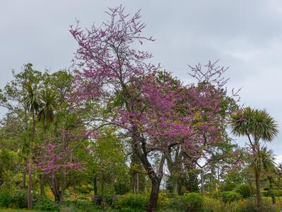 cercis siliquastrum