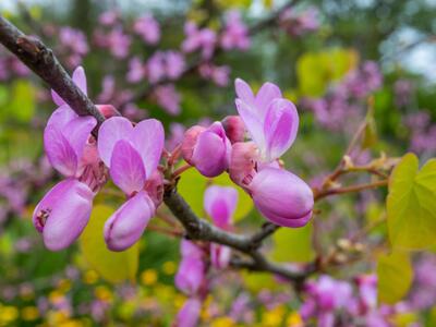 cercis siliquastrum detail