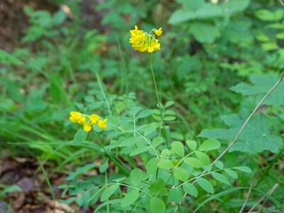 coronilla coronata