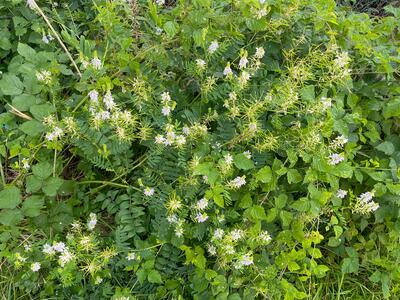 galega officinalis