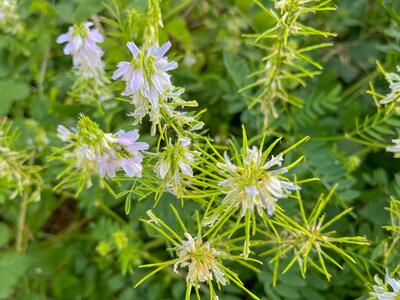 galega officinalis detail