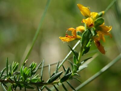 genista anglica