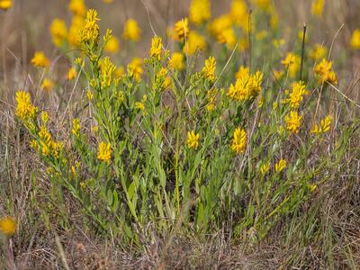 genista tinctoria