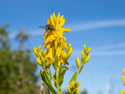 genista tinctoria detail