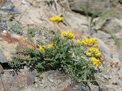 hippocrepis comosa