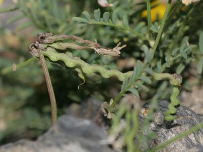 hippocrepis comosa frucht