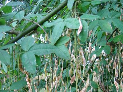 laburnum anagyroides