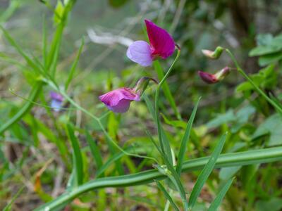 lathyrus clymenum