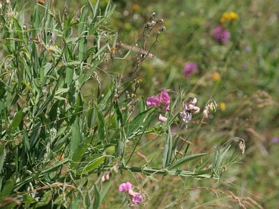 lathyrus heterophyllus