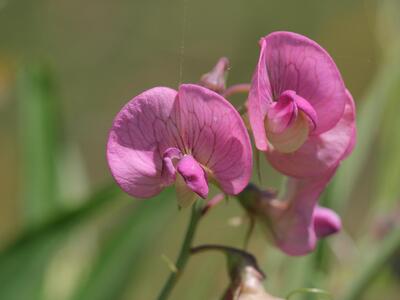 lathyrus heterophyllus detail