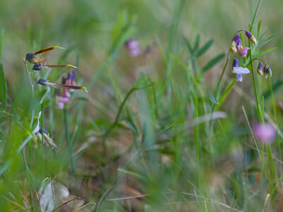 lathyrus linifolius habitus