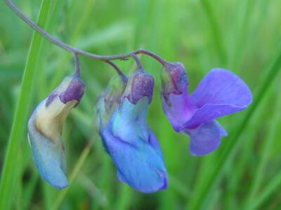 lathyrus palustris