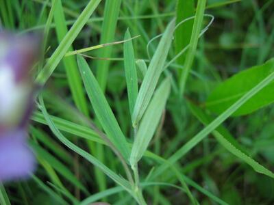 lathyrus palustris blatt