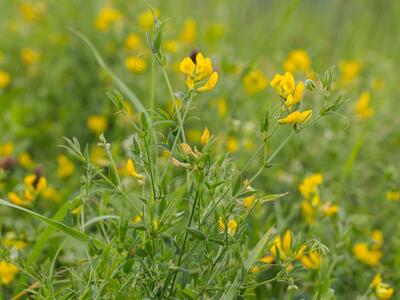 lathyrus pratensis