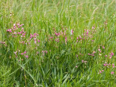 lathyrus sylvestris