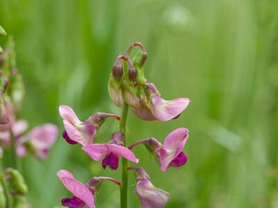 lathyrus sylvestris bluete