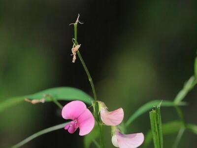 lathyrus sylvestris habitus