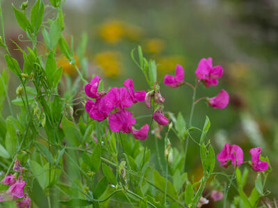 lathyrus tuberosus