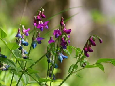 lathyrus vernus