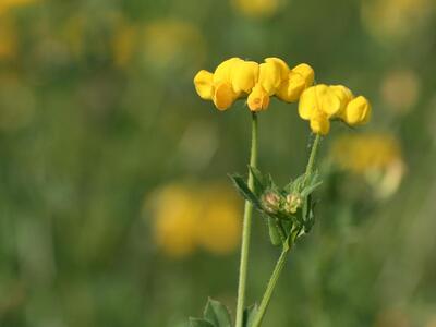 lotus corniculatus