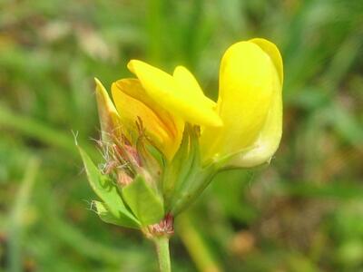 lotus pedunculatus ssp pedunculatus