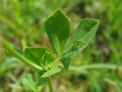 lotus pedunculatus ssp pedunculatus blatt