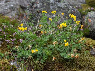 lotus pedunculatus ssp villosus