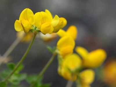 lotus pedunculatus ssp villosus bluete