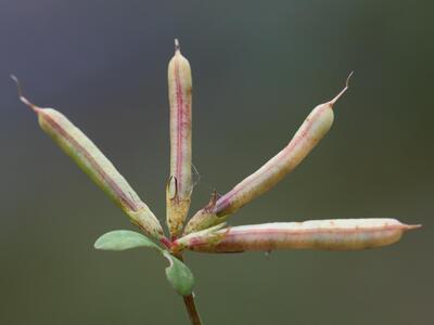 lotus pedunculatus ssp villosus frucht