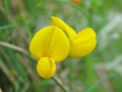 lotus tenuis bluete