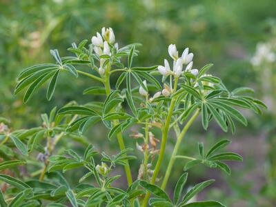 lupinus albus