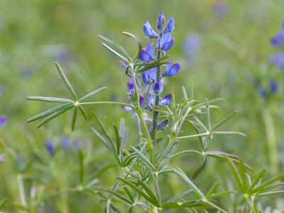 lupinus angustifolius