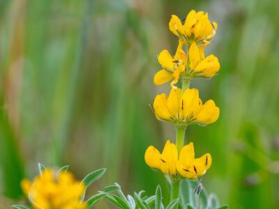 lupinus luteus