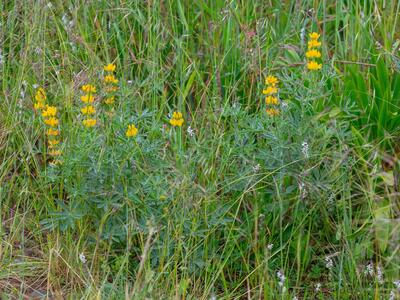 lupinus luteus habitus