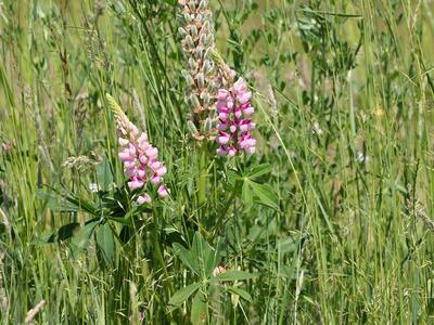 lupinus polyphyllus