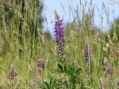 lupinus polyphyllus habitus