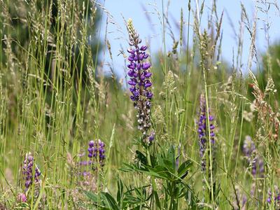 lupinus polyphyllus habitus