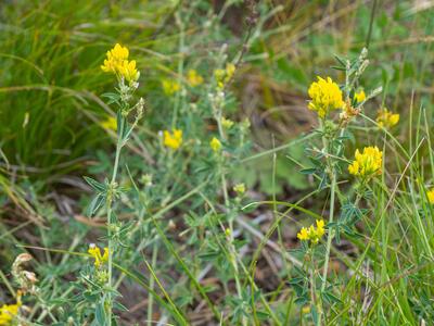 medicago falcata