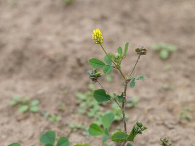 medicago lupulina